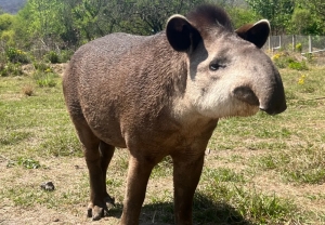 CAFAJu. 9 a&ntilde;os al servicio de la conservaci&oacute;n