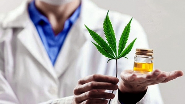 Regulaci&oacute;n de cannabis medicinal obtuvo dictamen en el Senado