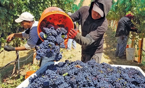 Gobierno aprueba financiamiento del BID por US$ 40 millones para peque&ntilde;os productores vitivin&iacute;colas