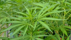 Analizan la inclusi&oacute;n del Cannabis Sativa en alimentos y en el C&oacute;digo Alimentario