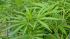 Analizan la inclusi&oacute;n del Cannabis Sativa en alimentos y en el C&oacute;digo Alimentario