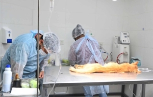 Contin&uacute;a la campa&ntilde;a de esterilizaci&oacute;n masiva de mascotas