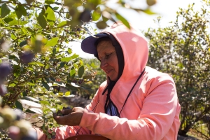 RENATRE realizar&aacute; pagos por desempleo del 5 al 19 de agosto