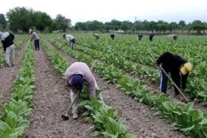 Tabaco: se transfirieron m&aacute;s de $952 millones del FET
