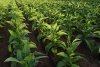 Financiamiento de Fertilizantes para Productores Tabacaleros