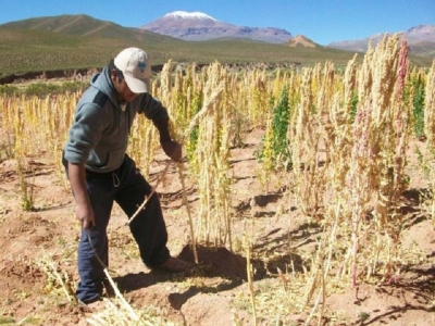 Invierten mas de 18 millones en proyectos de agricultura familiar