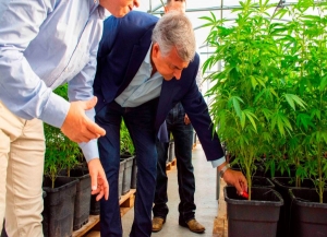 ANMAT aprob&oacute; proyecto Cannava para extracci&oacute;n de aceite de cannabis