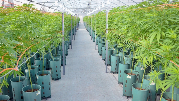&ldquo;El cannabis puede tener un gran desarrollo exportador&rdquo;