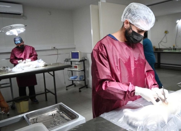 Campa&ntilde;a de Castraci&oacute;n Masiva en los Centros de Zoonosis