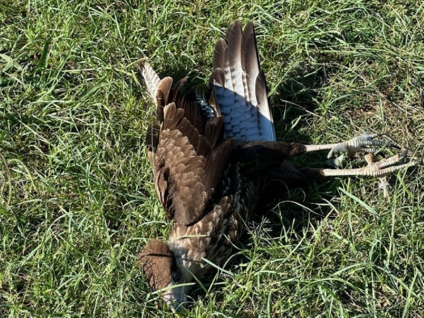 Aparici&oacute;n de aves envenenadas en la Ciudad Cultural