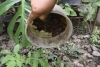 Jujuy: se registraron 35 nuevos casos de dengue
