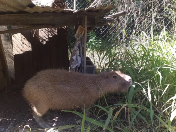 Carpincho rescatado se encuentra en recuperaci&oacute;n